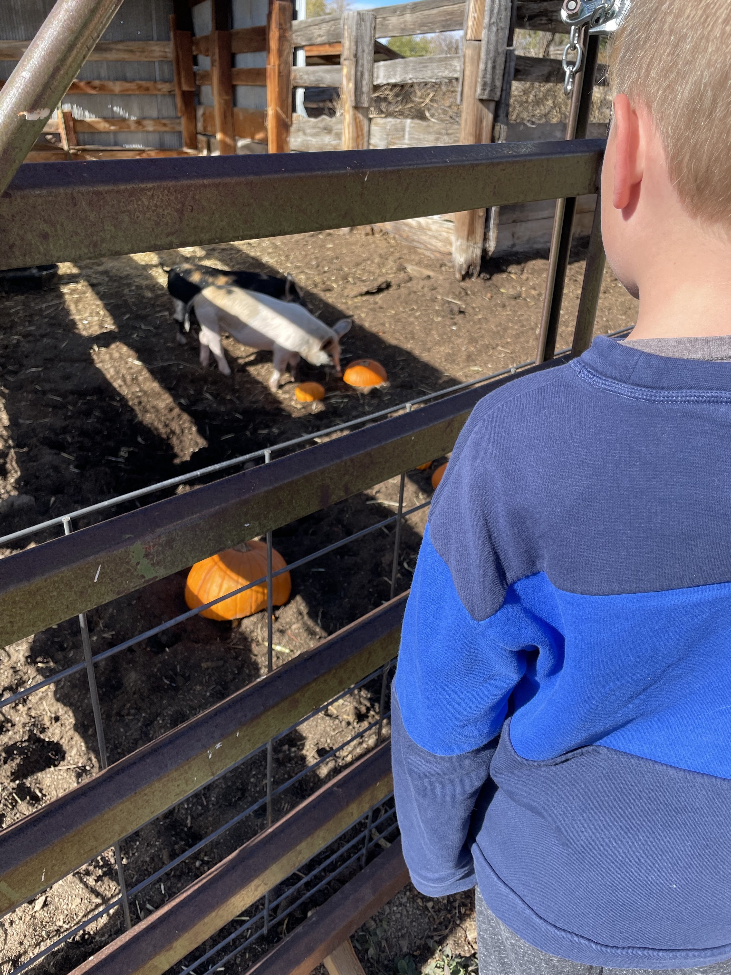 the author's son watching pigs eat pumpkins